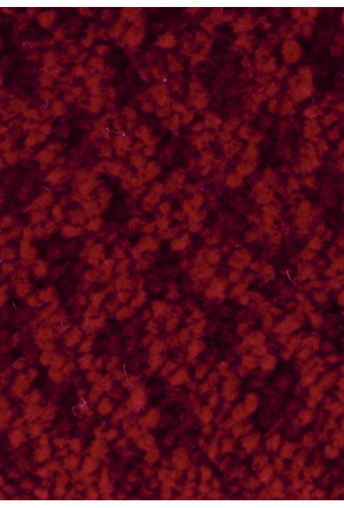 #color_Scarlet 183